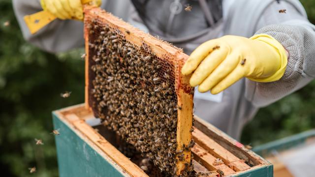 Bees